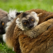 Photo de Lémurien - lémur macaco