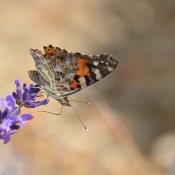 Fond d'cran avec photo de Papillon - belle-dame