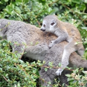 Photo de Lémurien - lémur couronné
