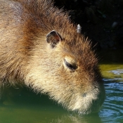 Fond d'écran avec photo de Cabiai ou capybara