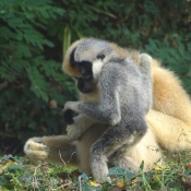 Fond d'cran avec photo de Singe - gibbon