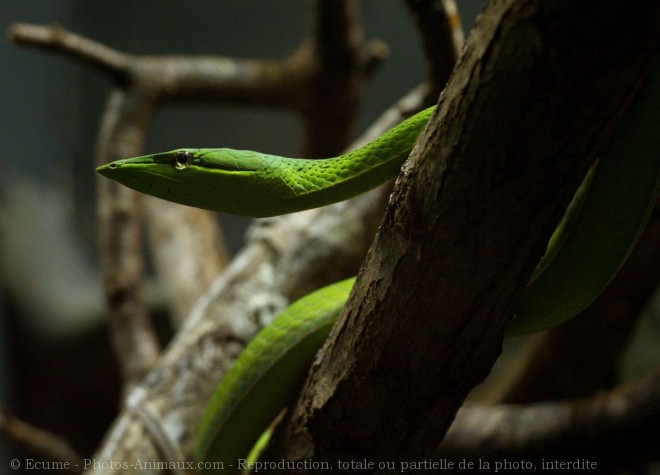 Photo de Serpent
