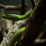 Photo de Serpent