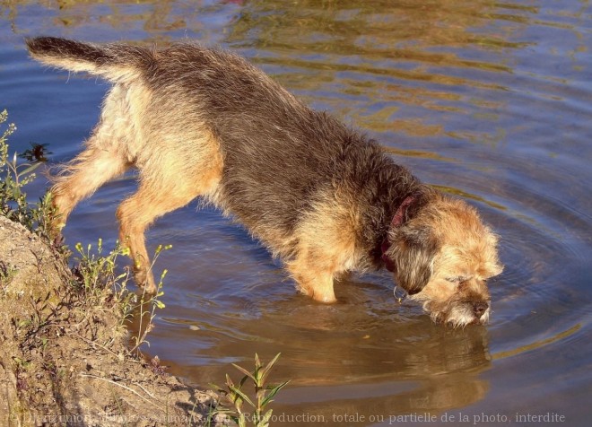 Photo de Border terrier