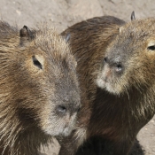 Fond d'écran avec photo de Cabiai ou capybara