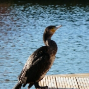 Photo de Grand cormoran