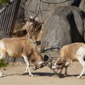 Fond d'cran avec photo d'Antilope