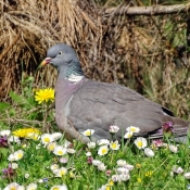 Fond d'cran avec photo de Pigeon - ramier