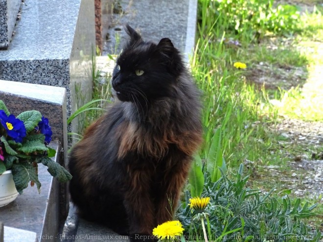 Photo de Chat domestique