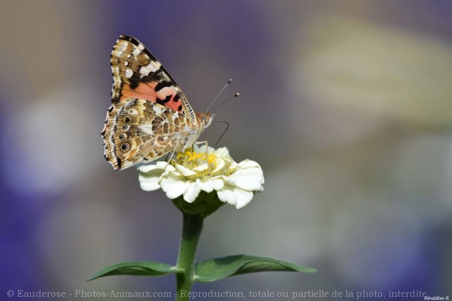 Photo de Papillon - belle-dame