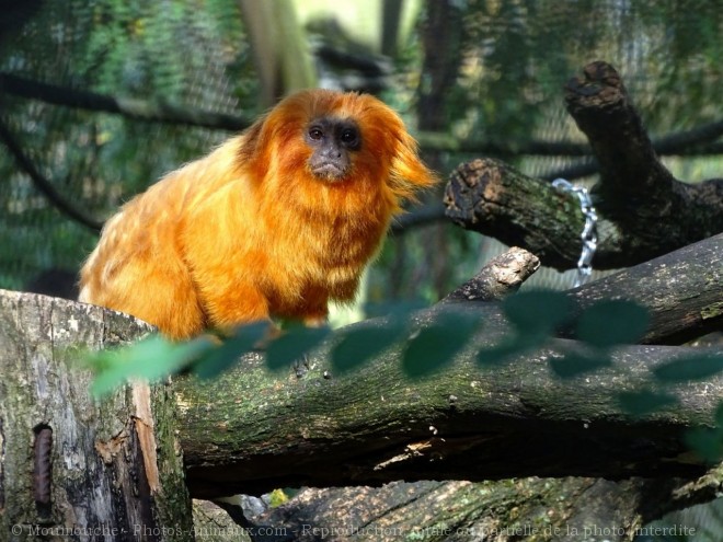 Photo de Singe - tamarin lion dor