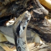 Fond d'cran avec photo de Boa constrictor