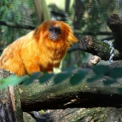 Photo de Singe - tamarin lion doré