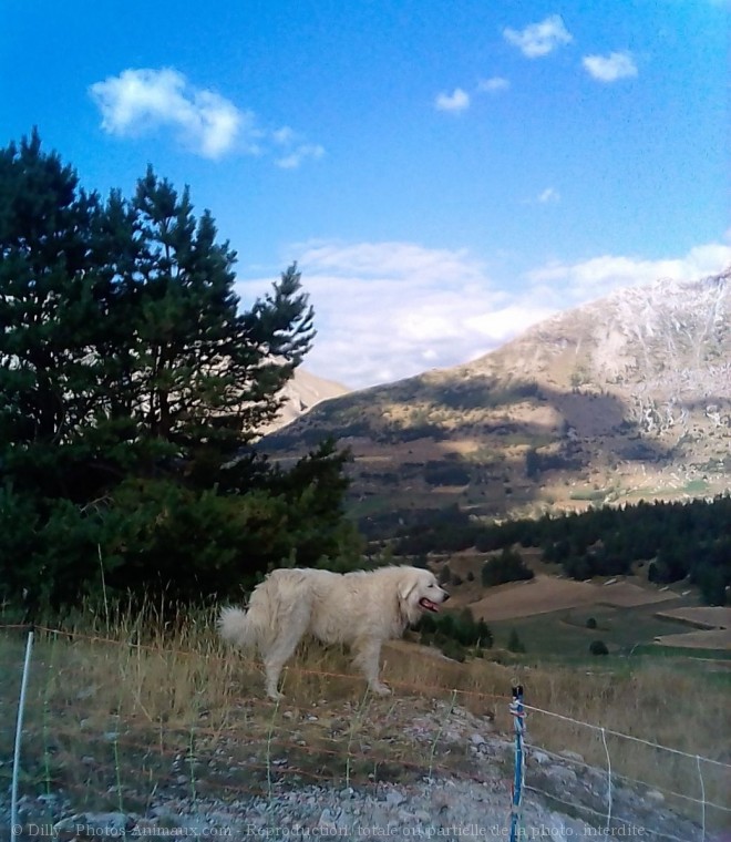 Photo de Chien de berger des pyrenes  poil long
