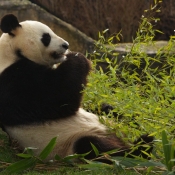 Fond d'cran avec photo de Panda