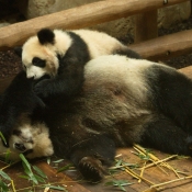 Fond d'cran avec photo de Panda