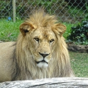 Photo de Lion