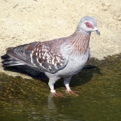 Photo de Pigeon - nouvelle-guinée