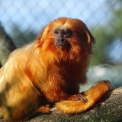 Fond d'cran avec photo de Singe - tamarin lion dor