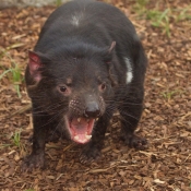 Photo de Diable de tasmanie