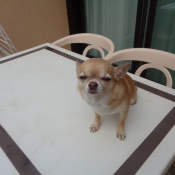 Photo de Chihuahua  poil court
