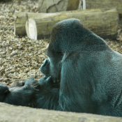 Fond d'cran avec photo de Gorille