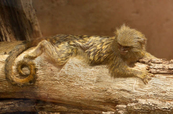 Photo de Singe - ouistiti pygmée