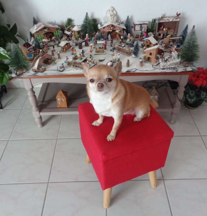 Photo de Chihuahua à poil court