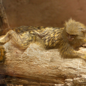 Photo de Singe - ouistiti pygmée