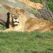 Fond d'cran avec photo de Lion