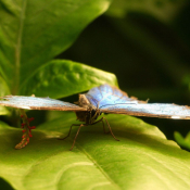 Fond d'écran avec photo de Papillon - morpho bleu