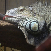 Fond d'cran avec photo d'Iguane