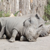Fond d'cran avec photo de Rhinocros