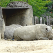 Fond d'écran avec photo de Rhinocéros