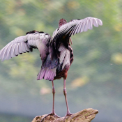 Fond d'cran avec photo d'Ibis falcinelle