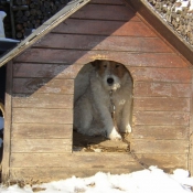 Photo de Fox terrier  poil dur