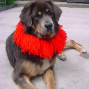 Photo de Dogue du tibet