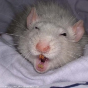 Fond d'cran avec photo de Rat