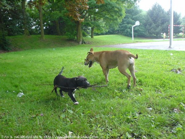 Photo de Staffordshire bull terrier