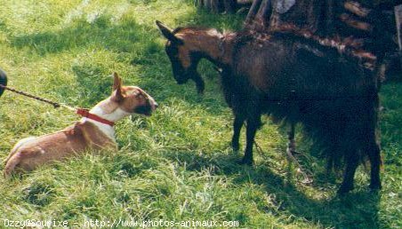 Photo de Bull terrier miniature